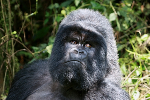 Silverback Mountain Gorilla (Rwanda)